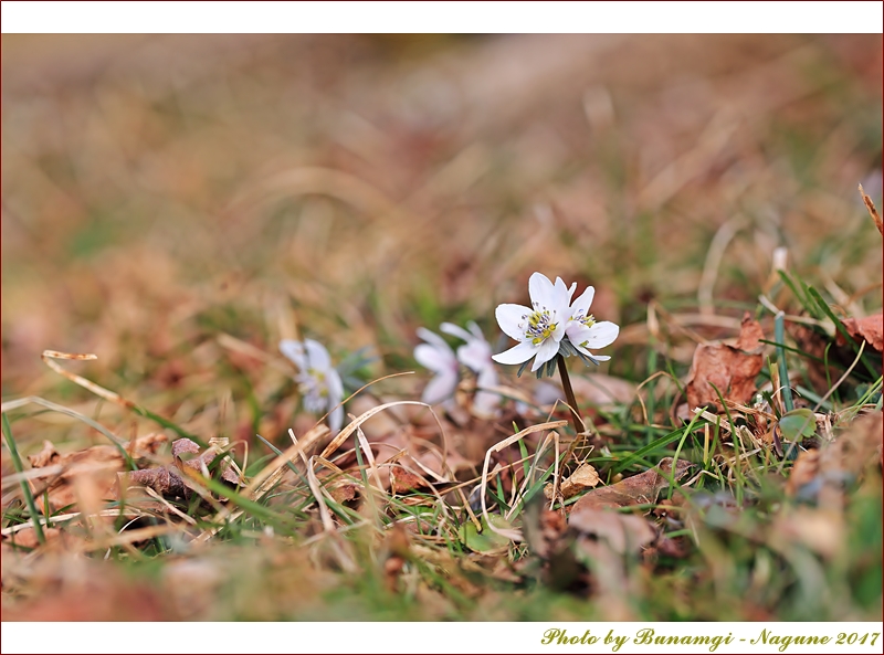 변산바람꽃_1637.JPG