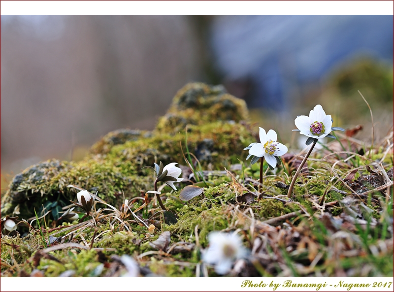 변산바람꽃_1619.JPG