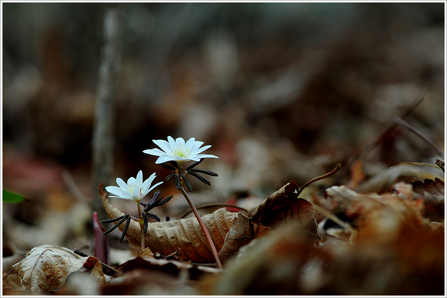 변산바람꽃 069.jpg