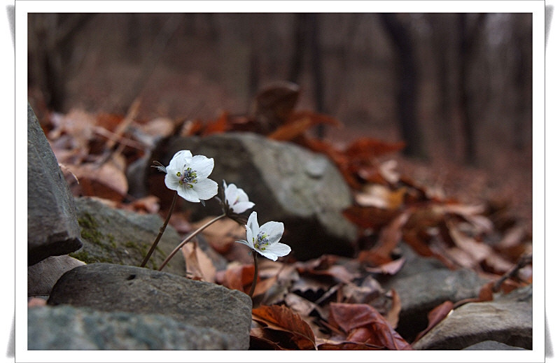 변산바람꽃2.JPG