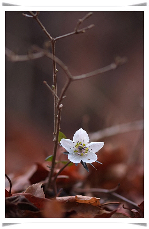 변산바람꽃1.JPG