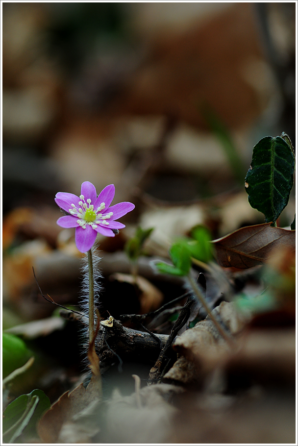 변산바람꽃 087.jpg