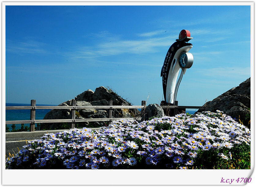 간절곶해국 (93).jpg