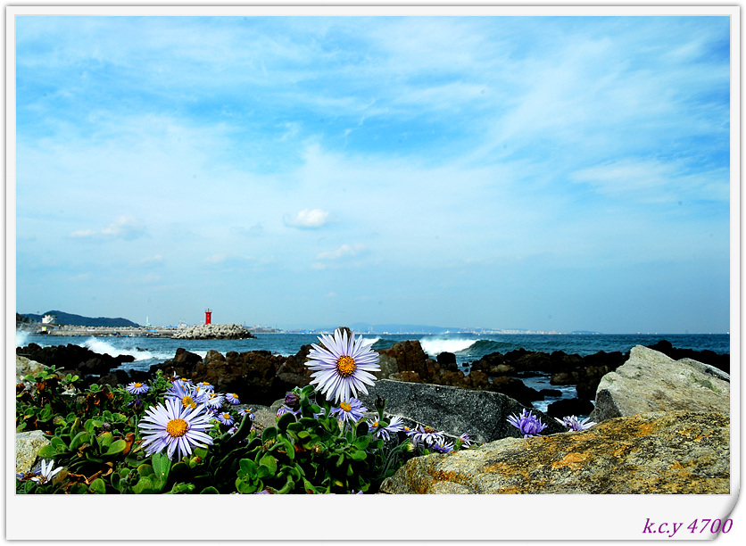 간절곶해국 (42).jpg