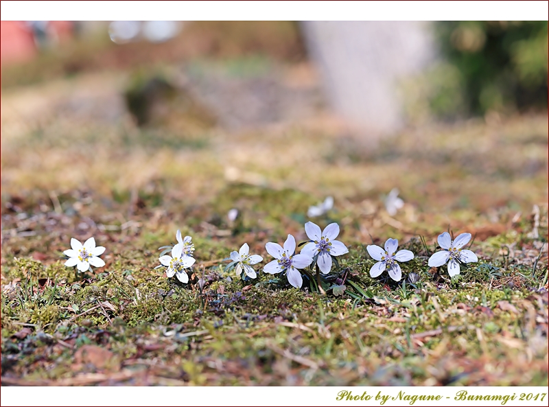 변산바람꽃절물_1801.JPG