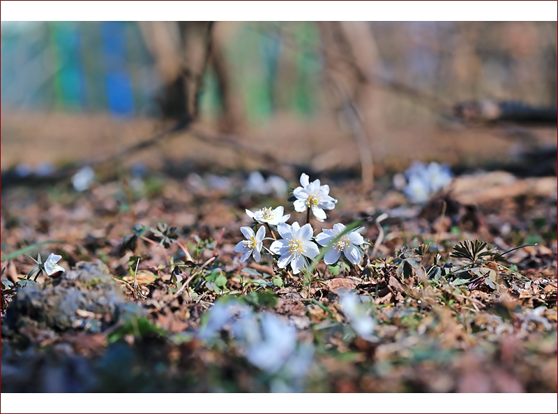 변산바람꽃절물_1792.JPG