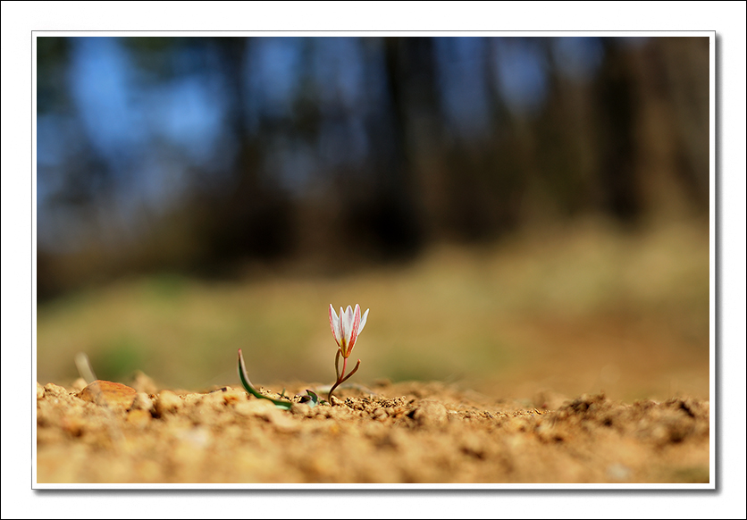 산자고6.jpg