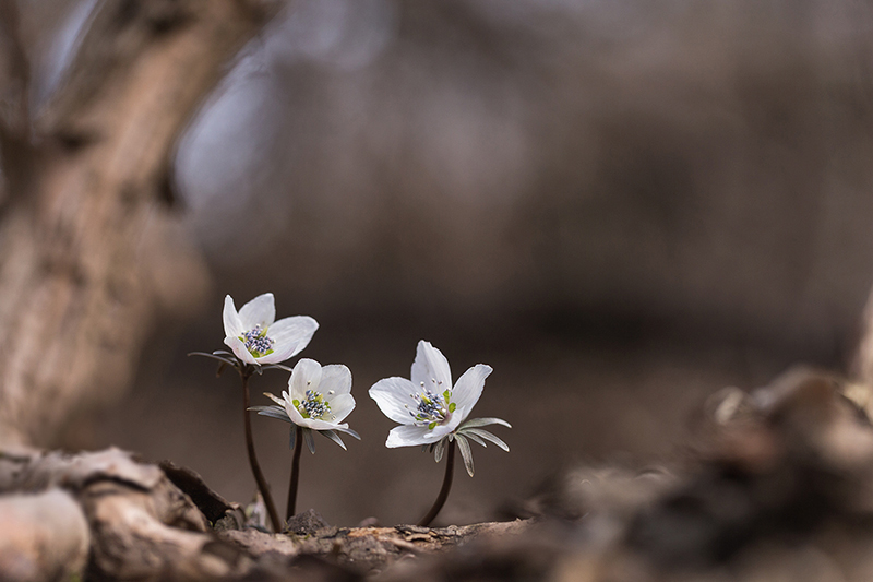 변산바람꽃JENO5752.jpg