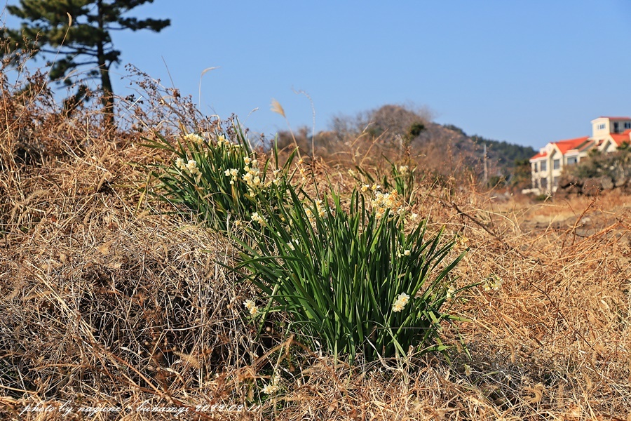 제주수선화1.jpg