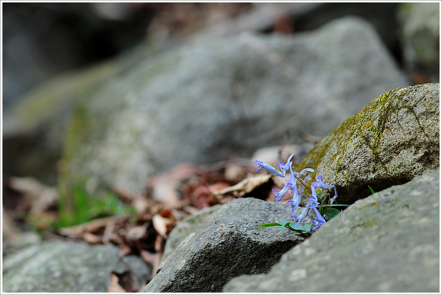 변산바람꽃 036.jpg