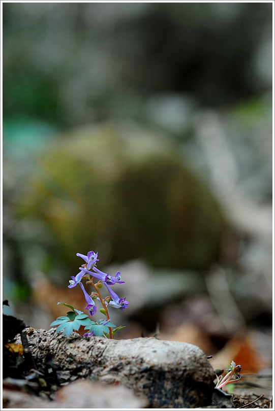 변산바람꽃 060.jpg