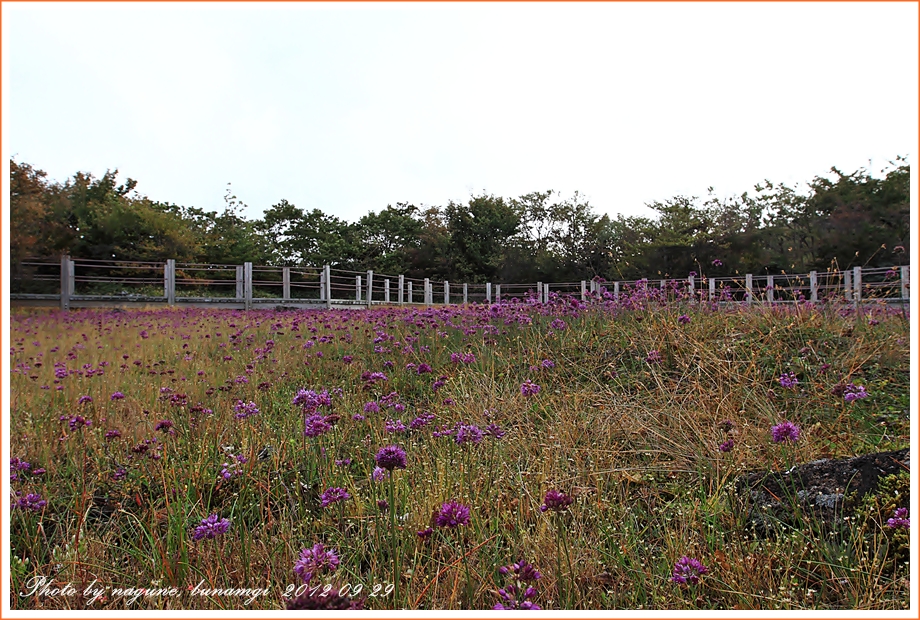 한라부추 (7).JPG