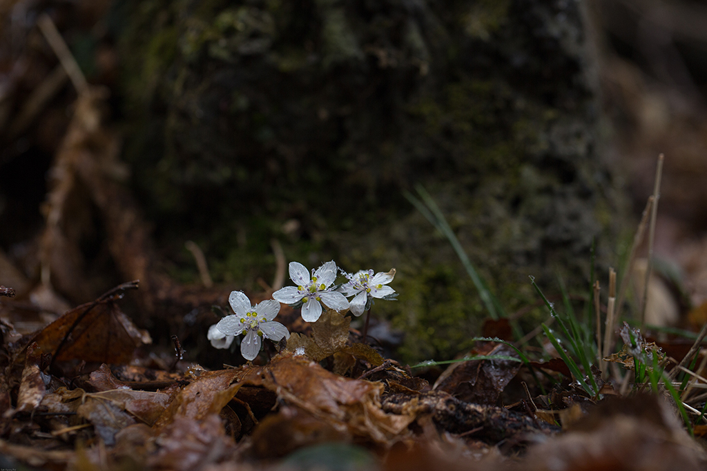 변산바람꽃-5860.jpg