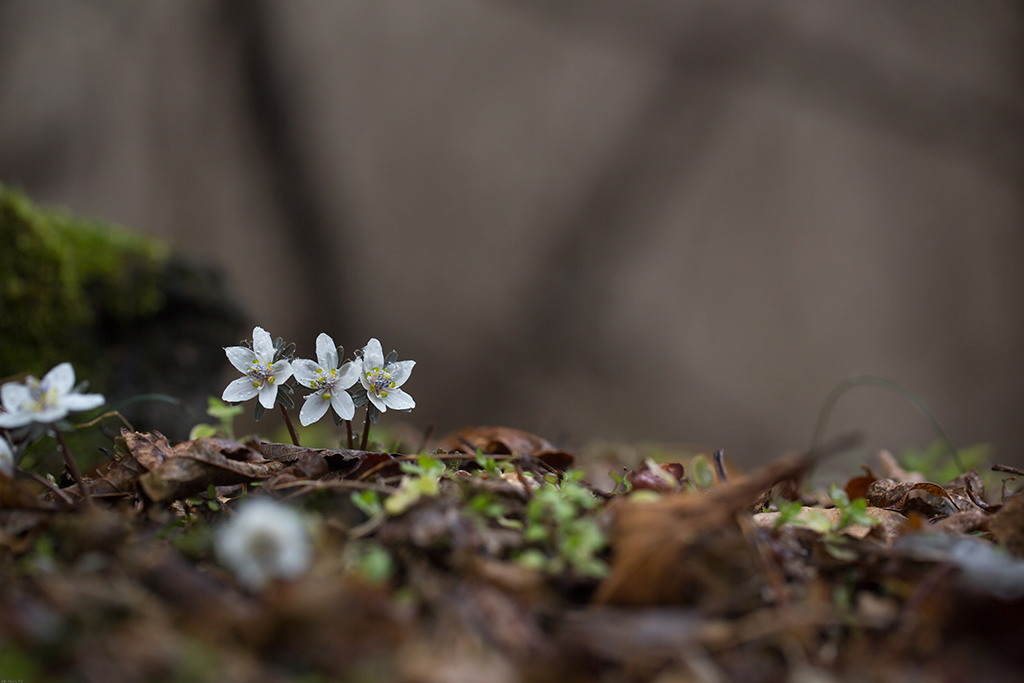 변산바람꽃-5887.jpg