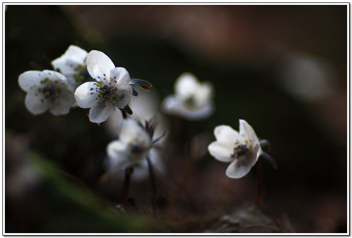 변산바람꽃2.jpg