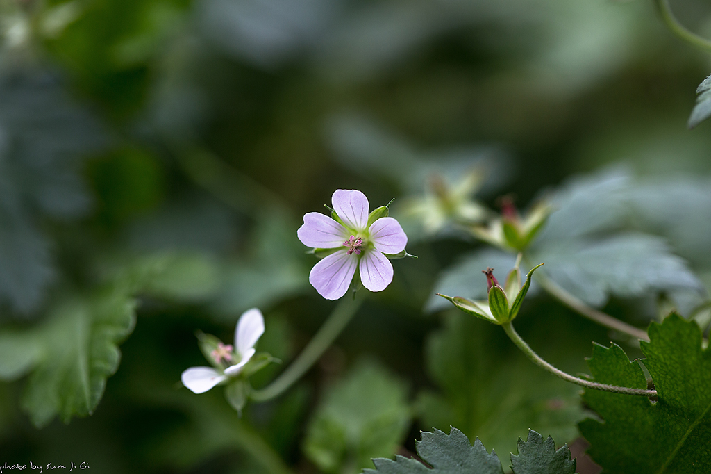 세잎쥐손이풀-3663.jpg