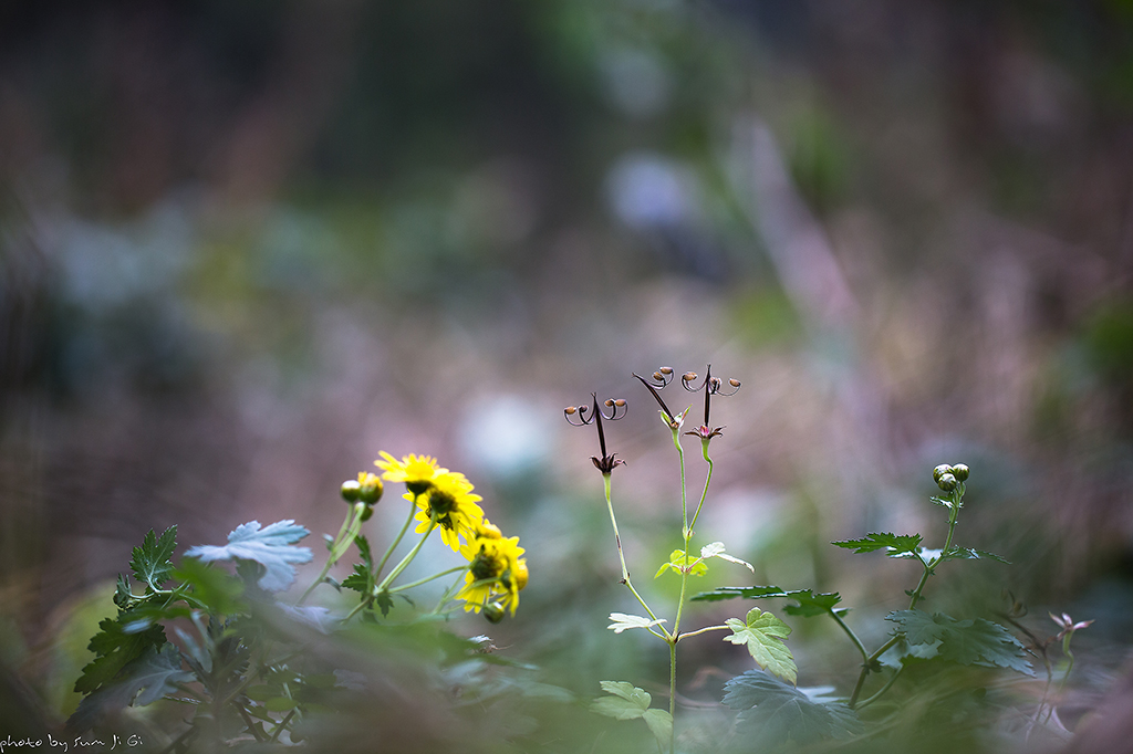 세잎쥐손이풀-3649.jpg