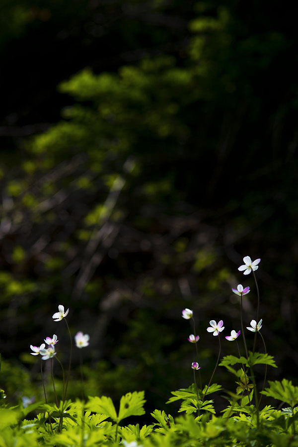 20130428_0323a-1.jpg