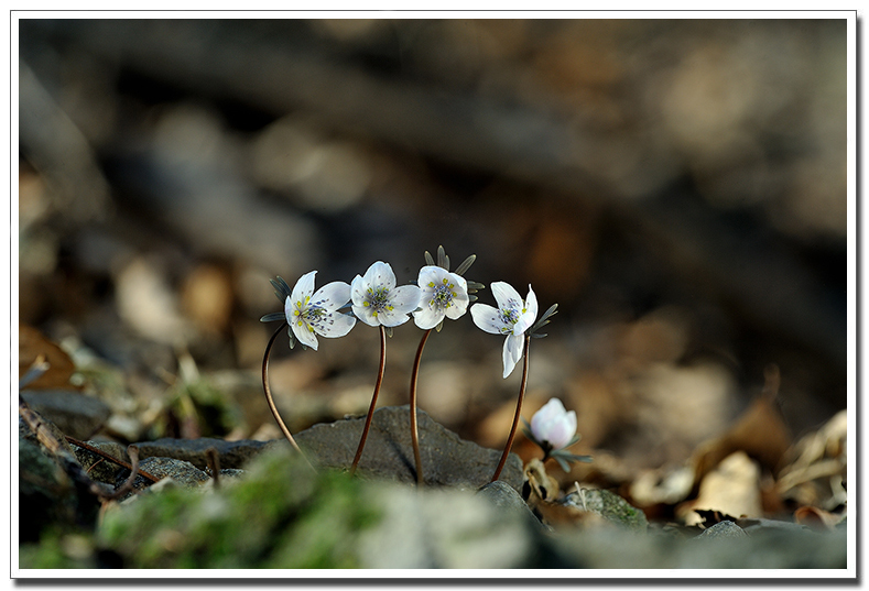 변산바람꽃3.jpg