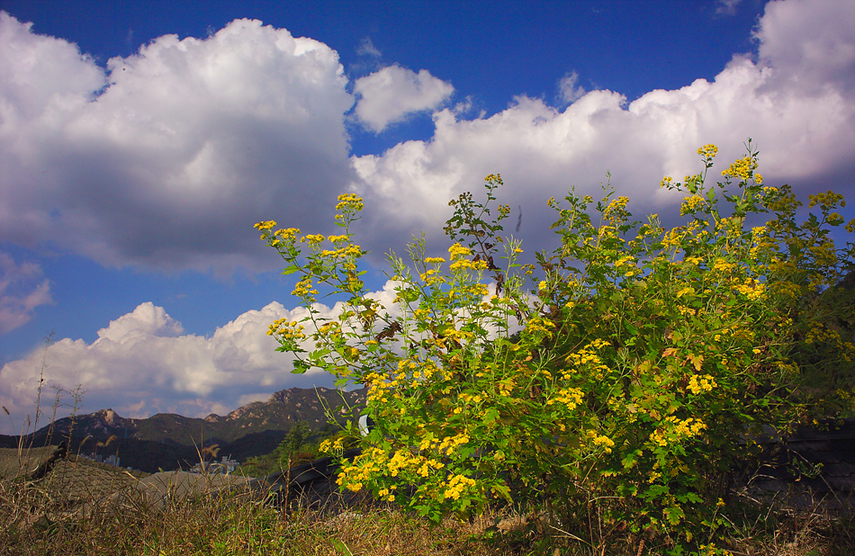 산국GR843935.jpg