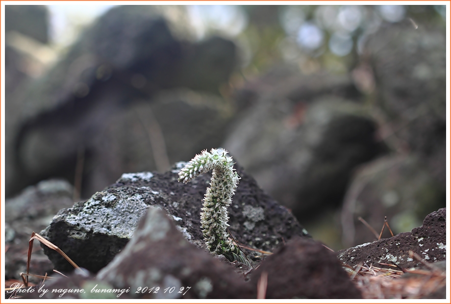 바위솔 (10).JPG