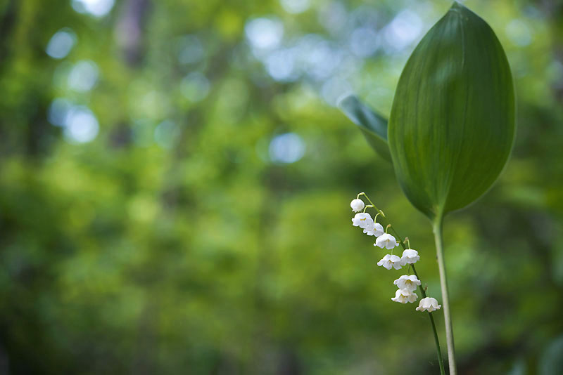 20130521_0058a-1.jpg