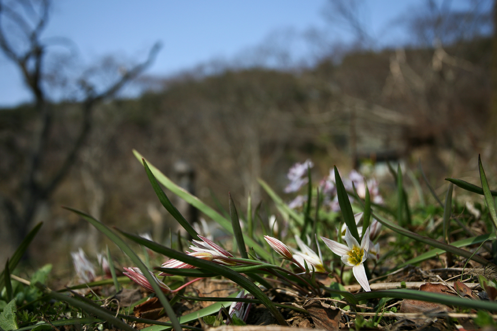 산자고2.jpg