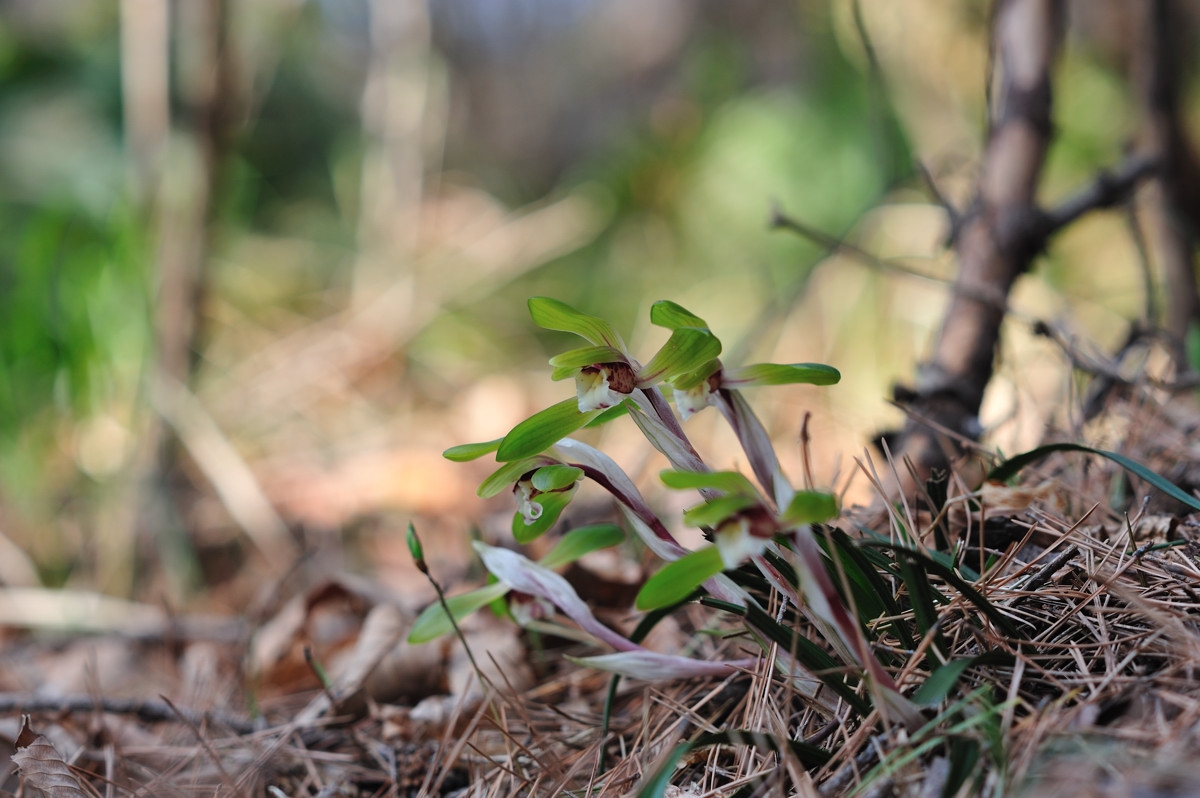 1333442278_DSC_4115[1].jpg