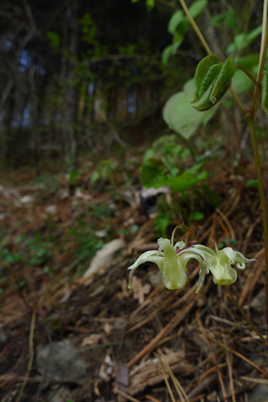 20130504-L1060486.jpg