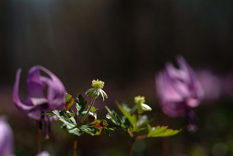 태백바람꽃(태백산).jpg