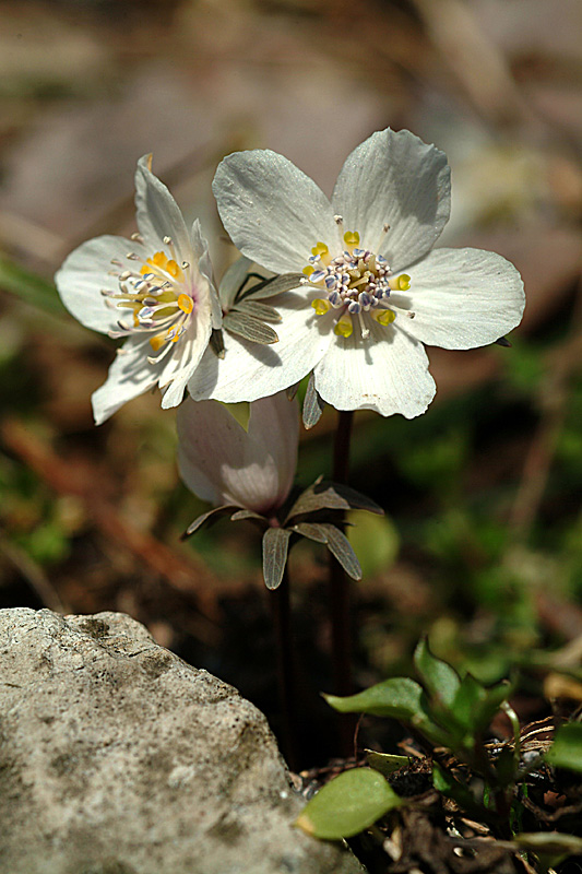 변산바람꽃(변산).jpg