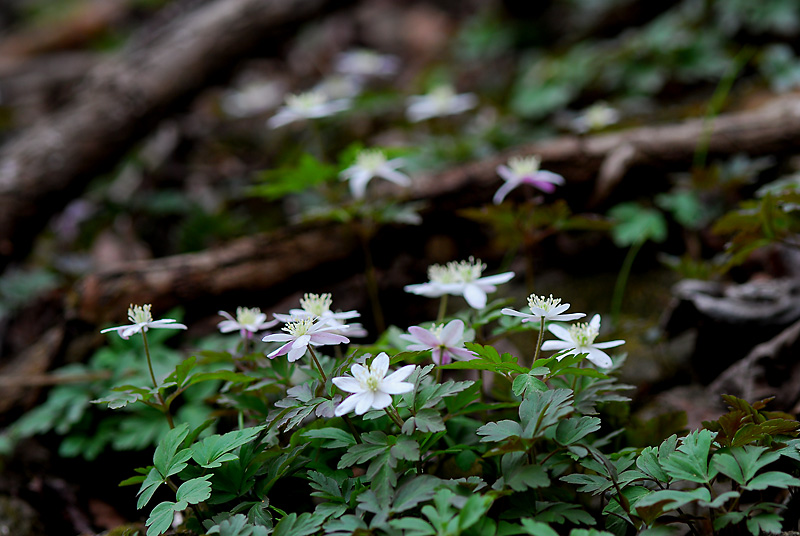 들바람꽃(명지산).jpg