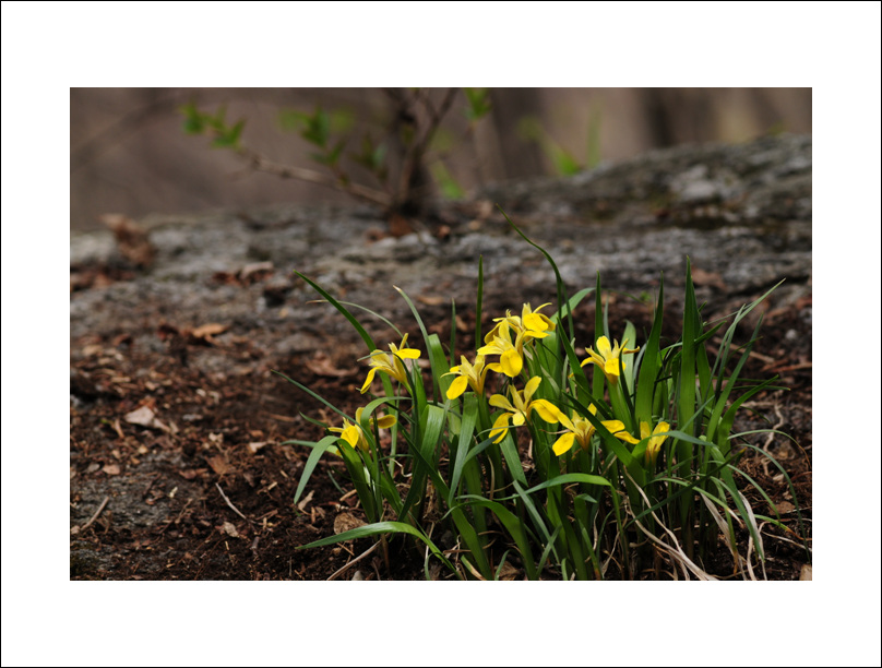 호평동20110505-090금붓꽃.jpg