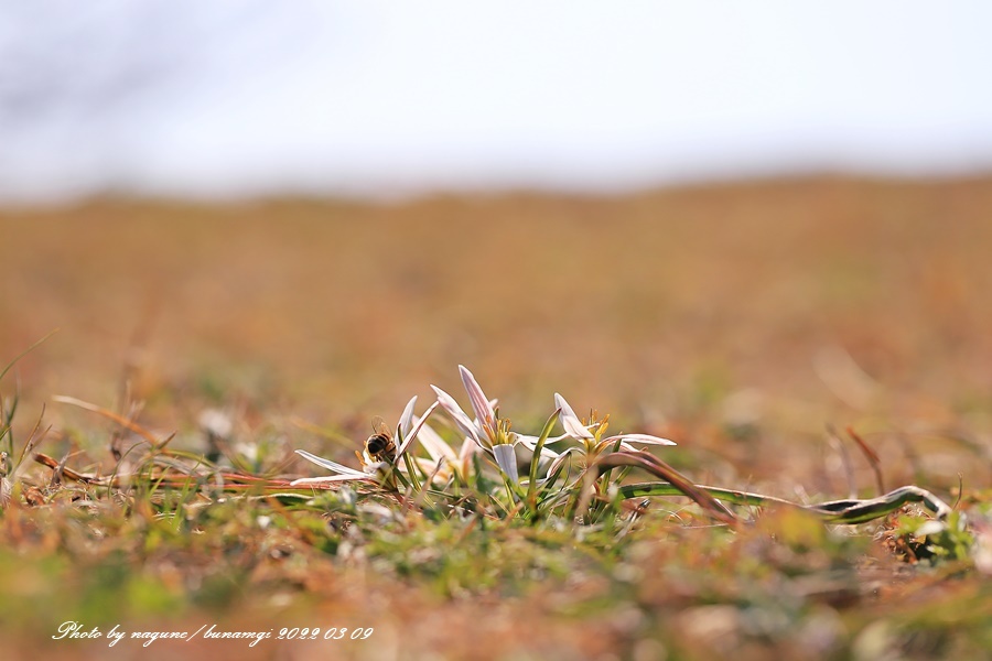 산자고4.jpg