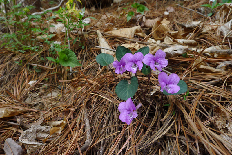 20130504-L1060478.jpg