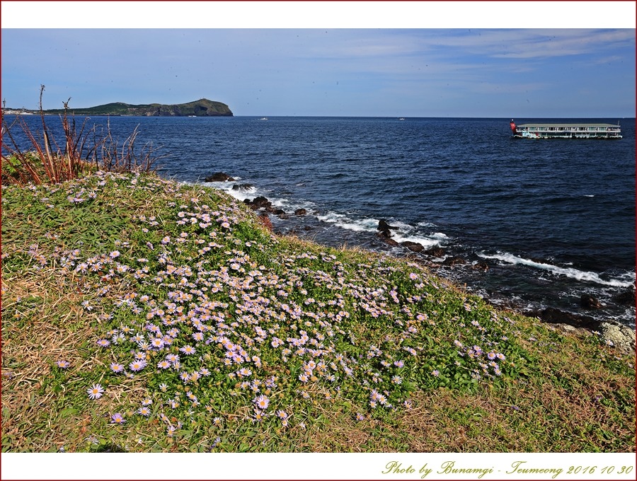 갯쑥부쟁이성산일출봉_1029.jpg