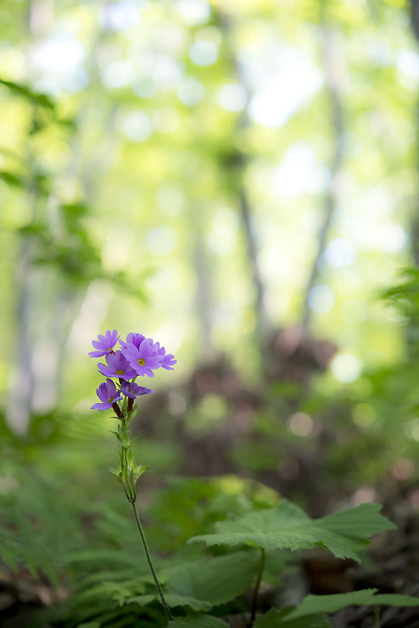 20130601_0034a-1.jpg