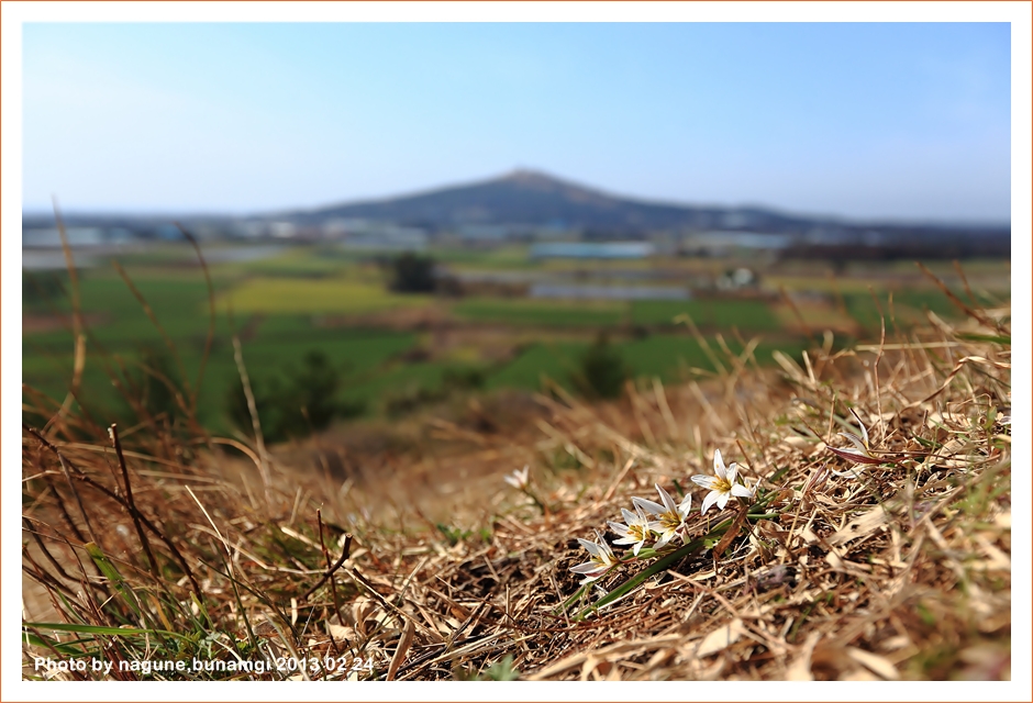 산자고.JPG