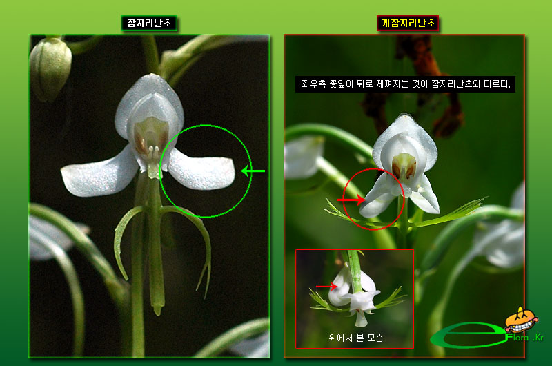 개_민_잠자리난초_꽃-800X530_eflora.jpg