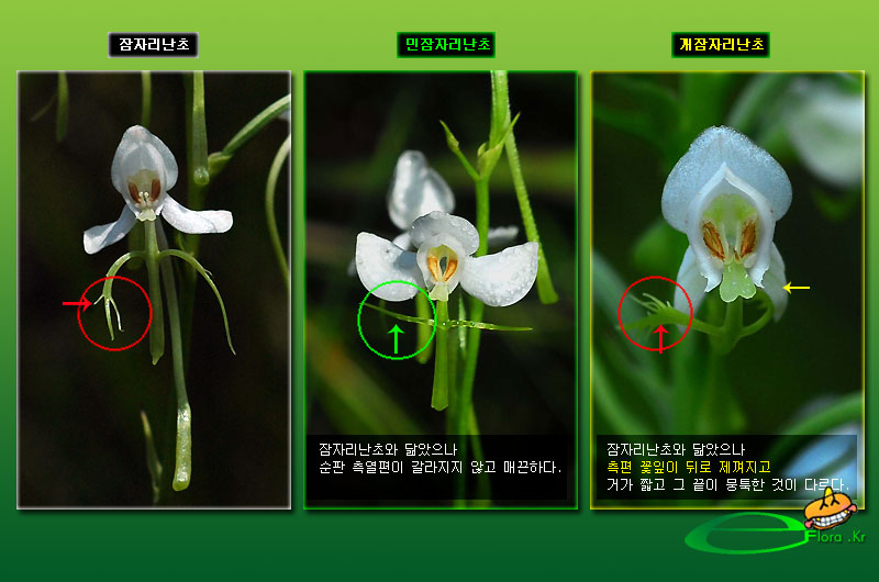 잠자리난초DGB_7890-800X530_eflora.jpg