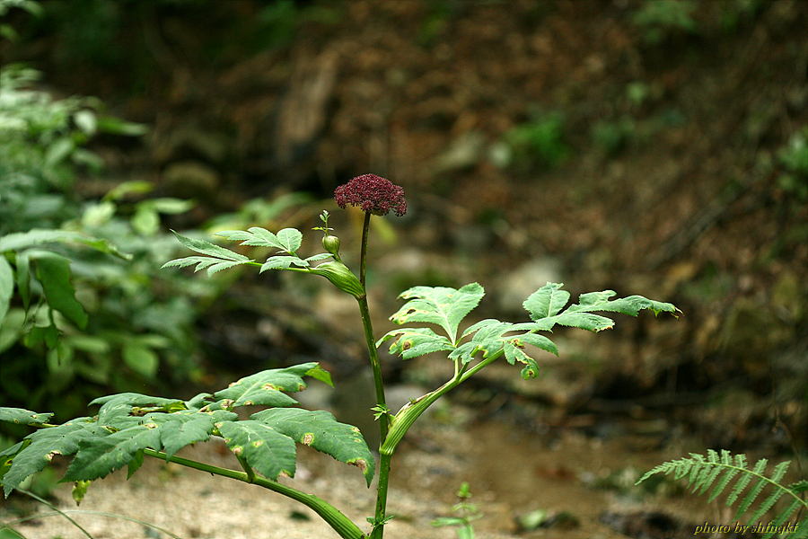 참당귀[석병산]0814.jpg