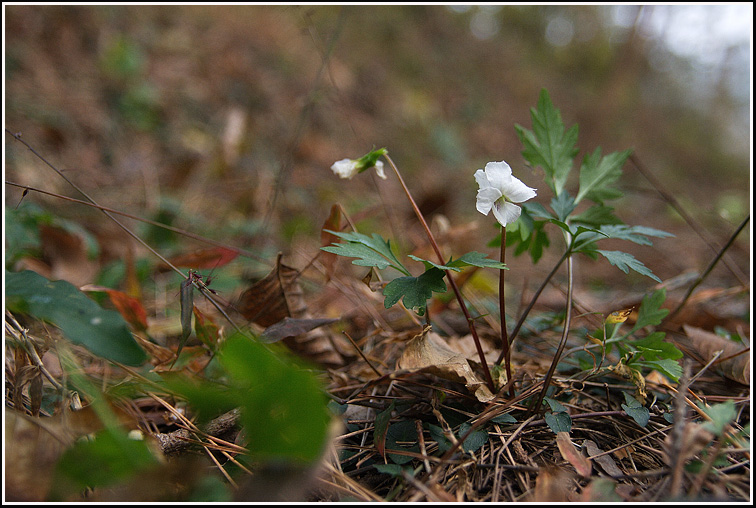 C_5-남산제비꽃0907.jpg