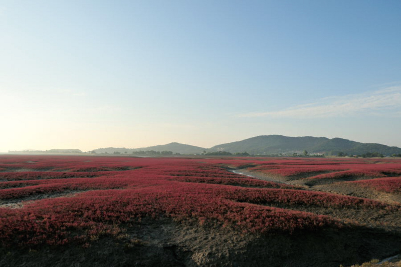 칠면초(8]DSC_5720.jpg