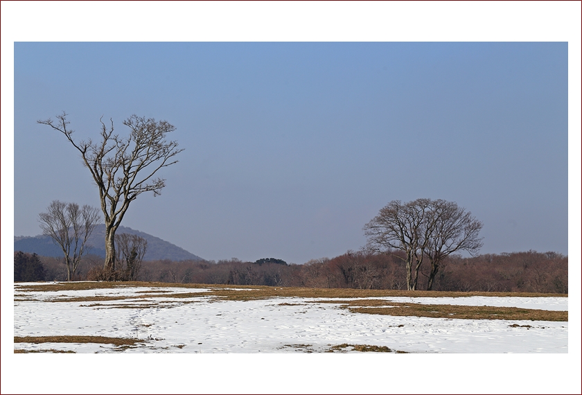 나무겨울 삼다수목장2.JPG