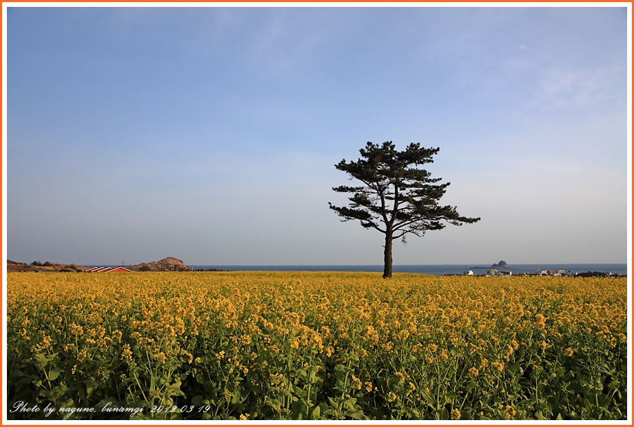 산방산앞 유채꽃 (1).JPG