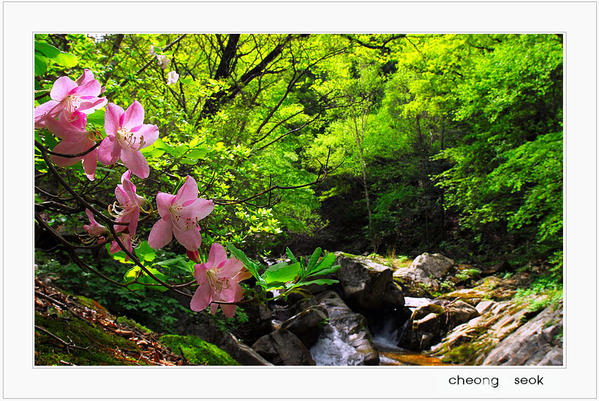 산철쭉.jpg